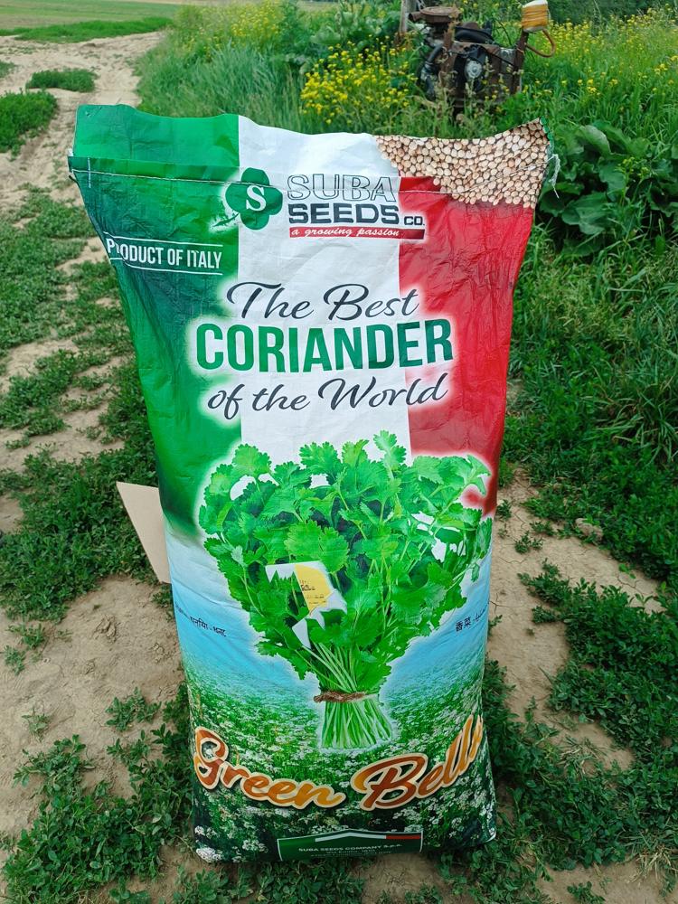 Кинза Green Bells