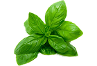 Базилик