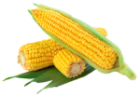 Кукуруза