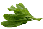 Щавель